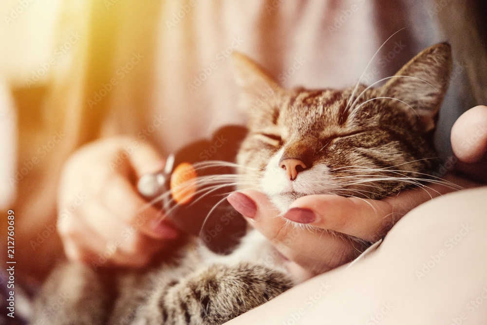combing out wool from cat, care for coat of cat, Satisfied happy Cat, rusher, host combs fur off cat combing out wool from cat, care for coat of cat, Satisfied happy Cat, rusher, host combs fur off cat