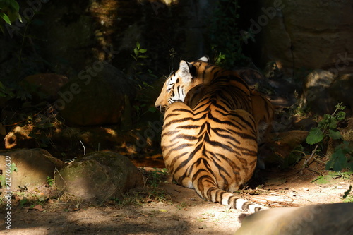 Fototapeta Naklejka Na Ścianę i Meble -  Der Sibirische Tiger 
