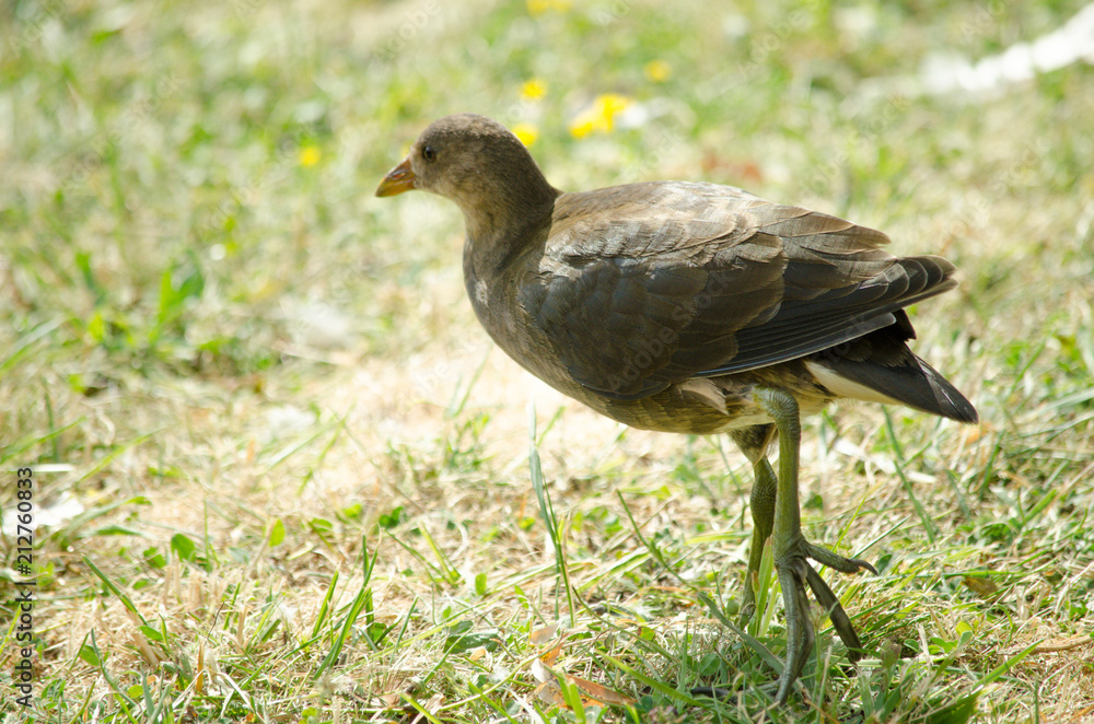 chicken water chicken water