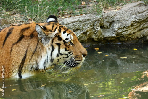 Fototapeta Naklejka Na Ścianę i Meble -  Der Sibirische Tiger 