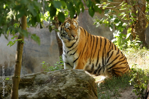 Der Sibirische Tiger  photo