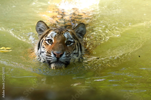 Fototapeta Naklejka Na Ścianę i Meble -  Der Sibirische Tiger 
