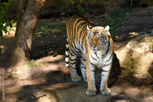 Fototapeta Naklejka Na Ścianę i Meble -  Der Sibirische Tiger 