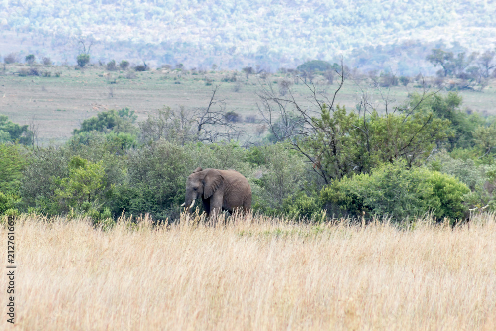 African elephant: Loxodonta