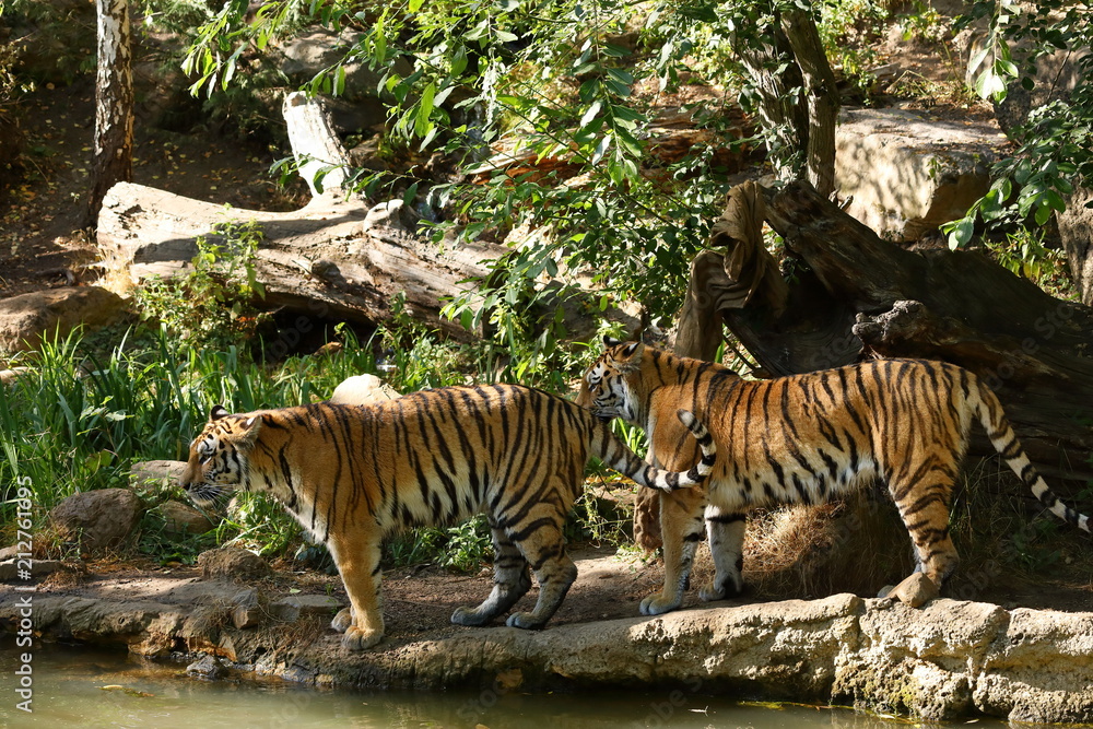 Fototapeta premium Tygrys syberyjski