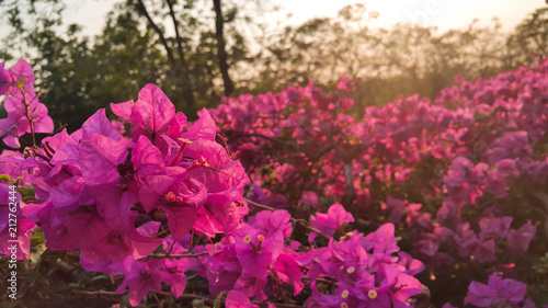 Pink Bougainvillea Flowers at Sunset, Close up