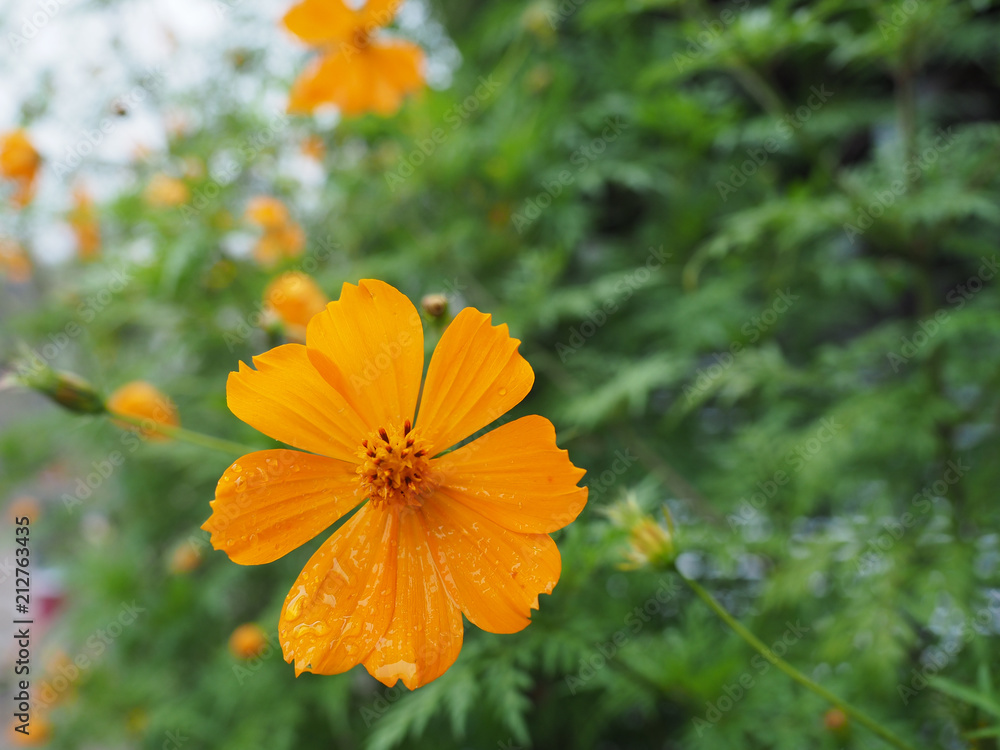 Yellow Cosmos flower