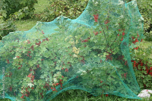 Vogelschutznetz über Johannisbeeren 2