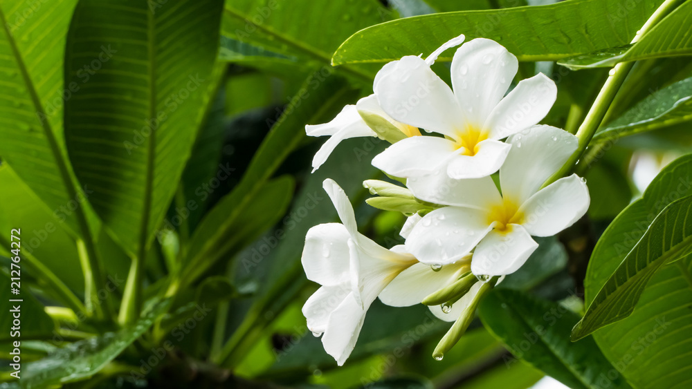 White Desert Rose in nature front garden White Desert Rose in nature front garden
