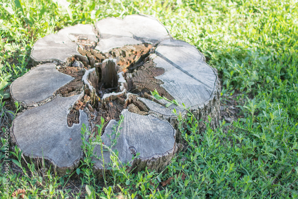 Obraz premium An old rotten stump.