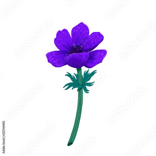 Violet Blue anemone isolated on white background. Hand drawn color pencil dig...