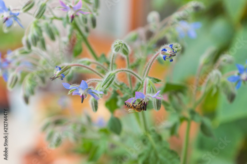Cute bee pollinates purple flowers of organic healthy Borage plant of a heirloom variety, growing in a pot on a balcony on a sunny summer day