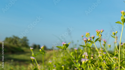 Flower grass with sky blue background