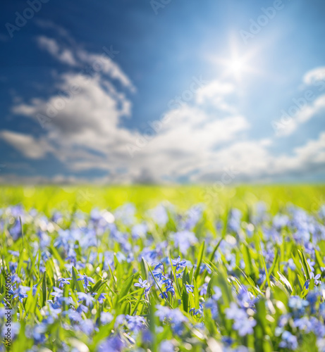 small blue flowers under bright sun