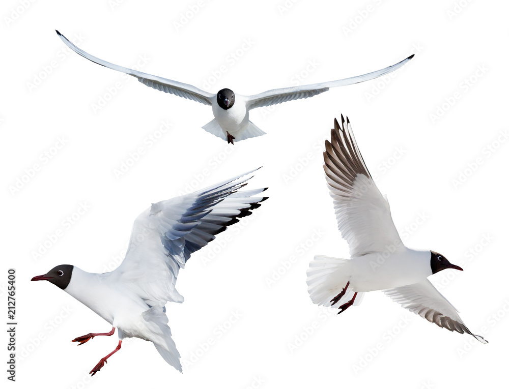 Obraz premium trzy latające śmieszki na białym tle