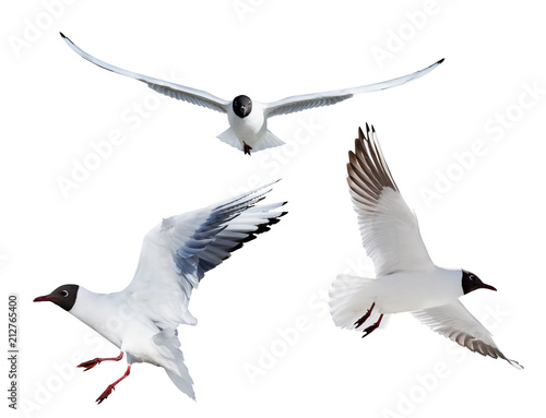 three flying black headed gulls on white