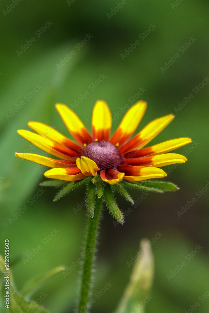 different coloured flowers in the night different coloured flowers in the night