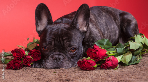 Dog sleeping in a brown mat with red roses © josef_hajda