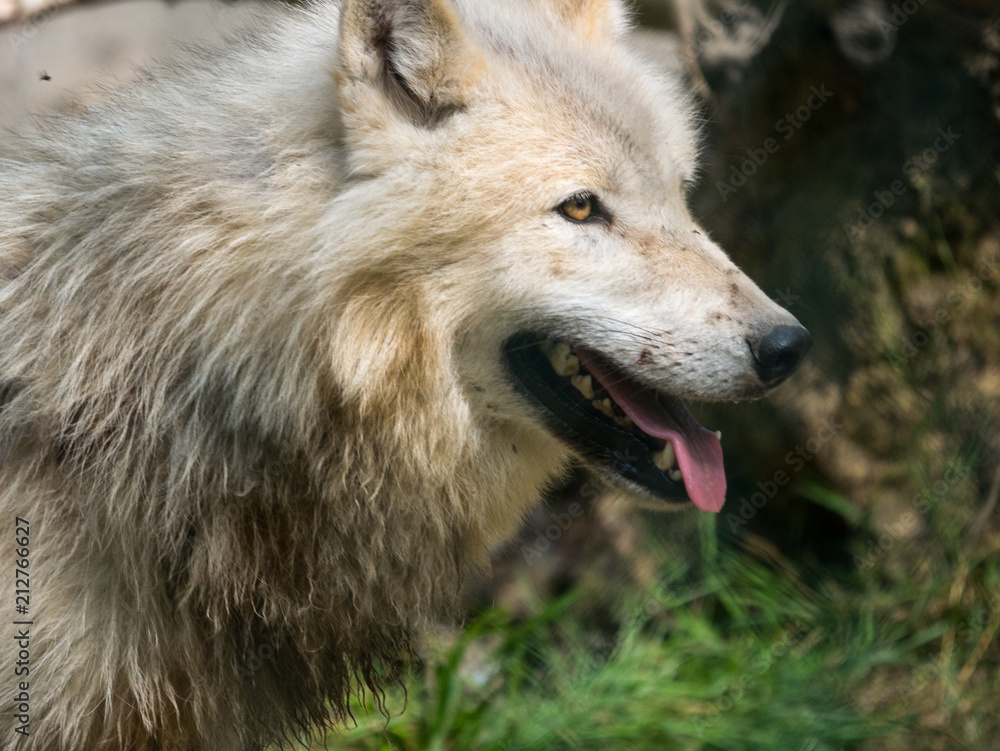Loup arctique Loup arctique