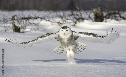 Schilderij op canvas Snowy Owl