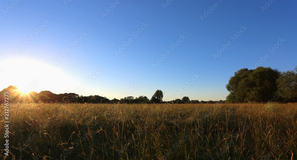 Fototapeta premium Sunset On The Meadow