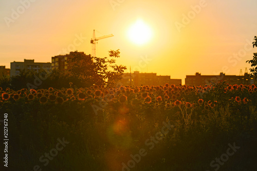 Field with sunflowers photo