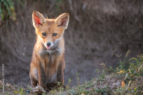 Little Red Fox sitting near his burrow with his tongue hanging out © Tatiana