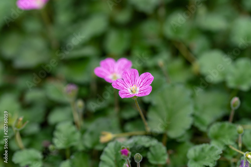 Wallpaper Mural フウロソウの花 Torontodigital.ca