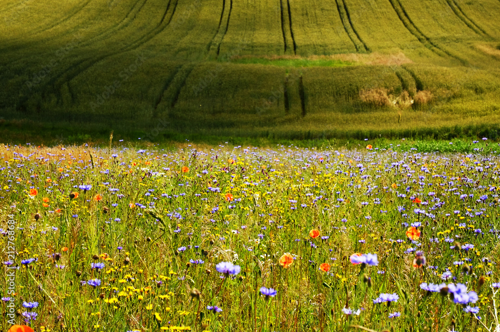 Fototapeta premium Łąka pełna kwiatów w letni poranek