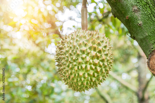 Fresh Durian (Durio zibethinus) king of tropical fruits hanging on brunch tree growth in organic garden