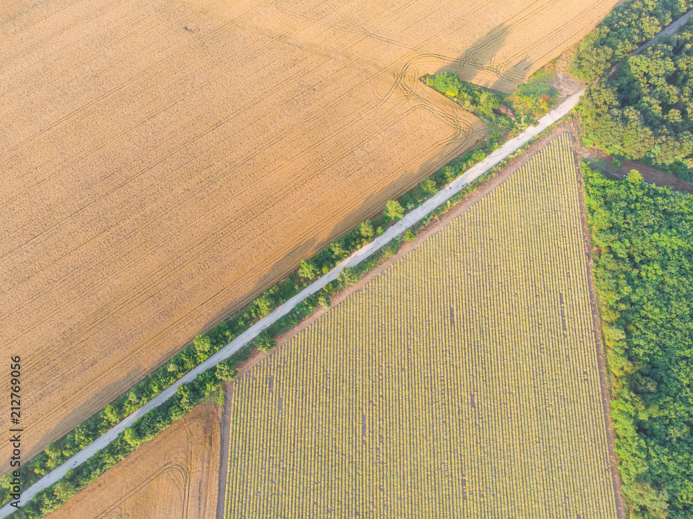 Fototapeta premium AERIAL view of Beautiful Blooming Curry plant field in rural countryside. Flying above on a field with herb Helichrysum italicum at sunrise.