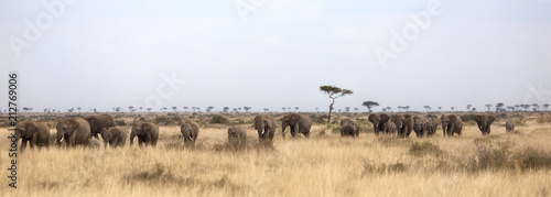 Canvas Print Herd of elephants in the Masai Mara
