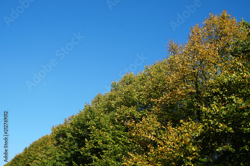 treetops and clear sky on a sunny day