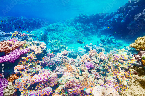 Fototapeta Naklejka Na Ścianę i Meble -  reef