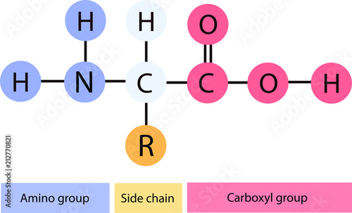 Vector illustration of the molecular structural formula of a amino acid with labeled parts.
