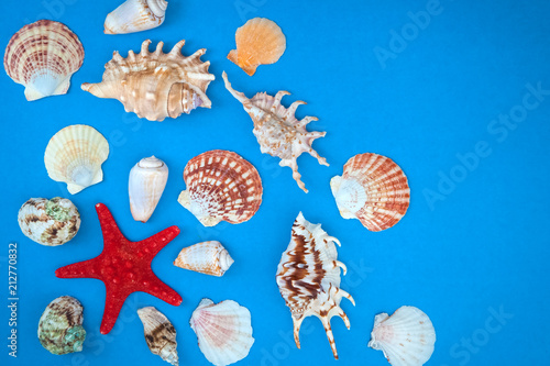 Frame of shells of various size and red starfish on a blue background. . Flat lay.
