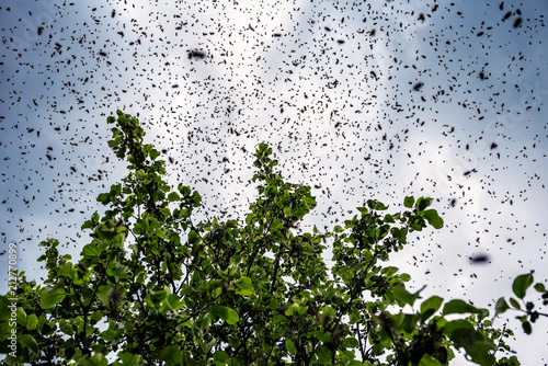 a bee swarm sits on a tree
