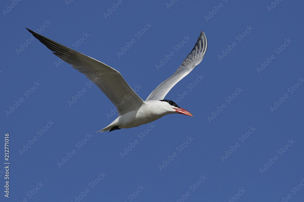 Fototapeta premium Caspian tern (Hydroprogne caspia)