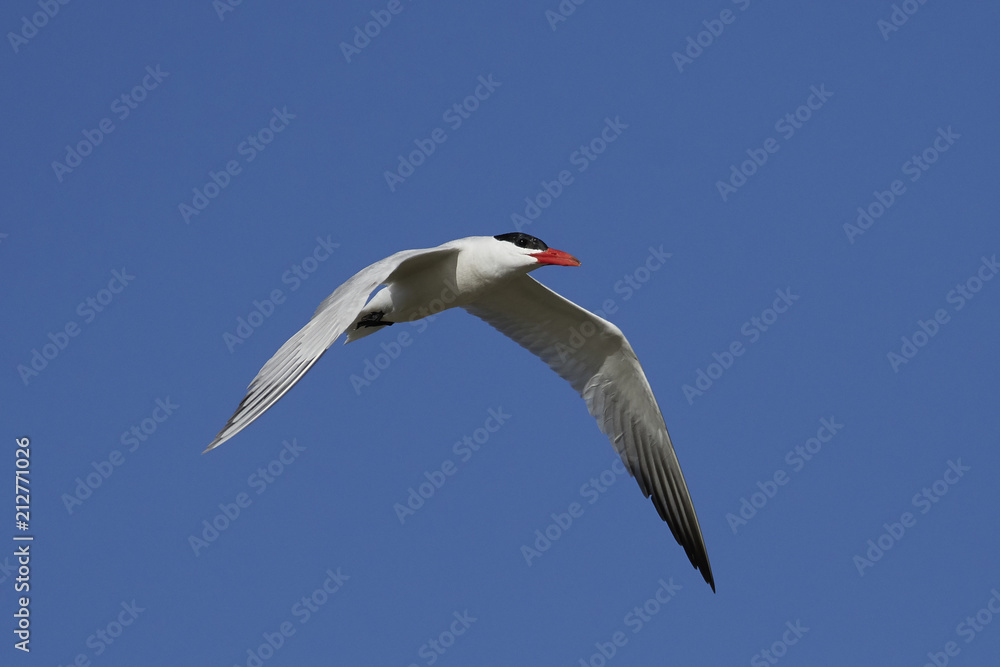Obraz premium Caspian tern (Hydroprogne caspia)