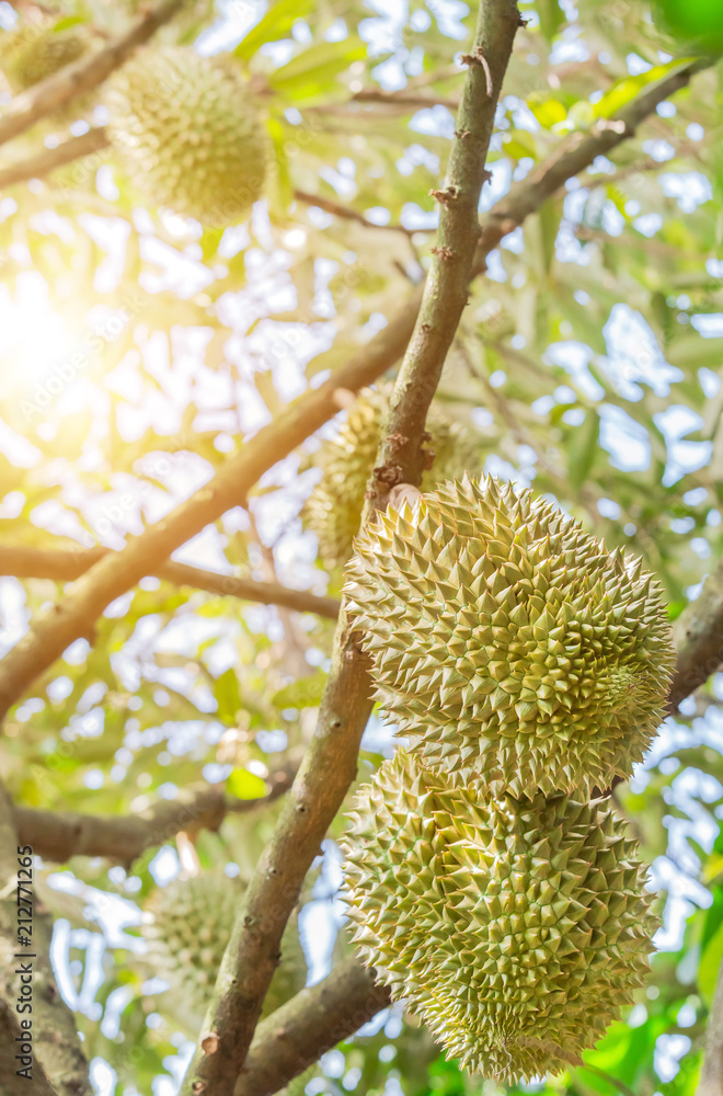 Fresh Durian (Durio zibethinus) king of tropical fruits hanging on brunch tree growth in organic garden Fresh Durian (Durio zibethinus) king of tropical fruits hanging on brunch tree growth in organic garden