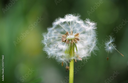 Pusteblume