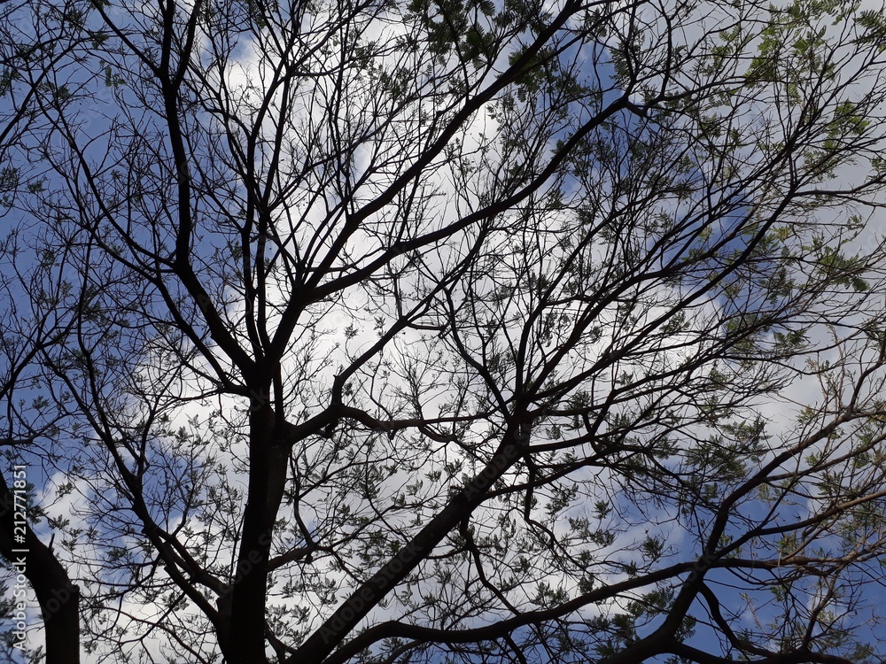 Tree, Aquarius Sao Jose dos Campos, Sao Paulo, Brazil. Tree, Aquarius Sao Jose dos Campos, Sao Paulo, Brazil.