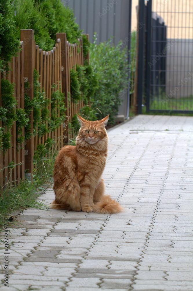 Obraz premium Red cat Maine Coon stands on the garden path