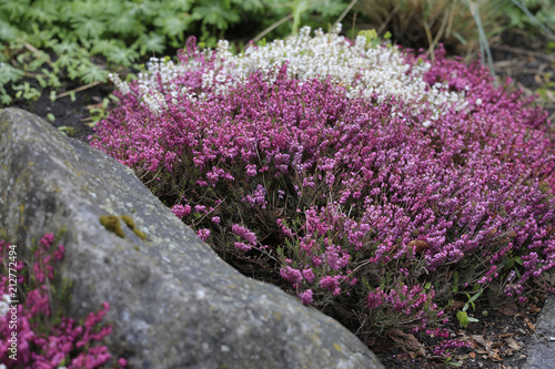 Schneeheide (Erica carnea) im Garten photo