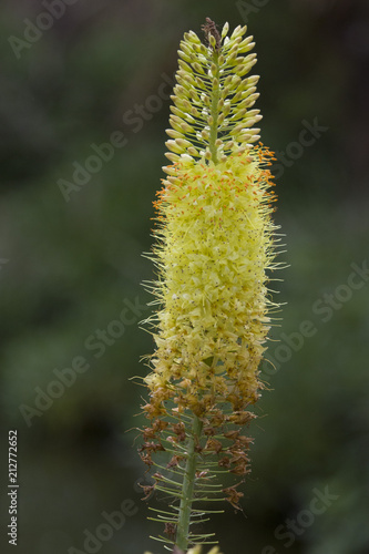 Closeup of a Foxtail lily flower photo