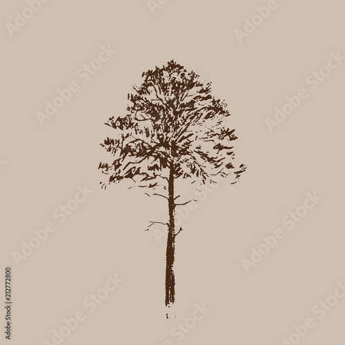 Pine tree. Brown Line drawing Isolated on beige Background. Hand drawn sketch. Vector illustration.