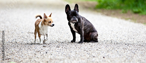 Obraz na plátně French bulldog and chihuahua with a nice pose for the camera