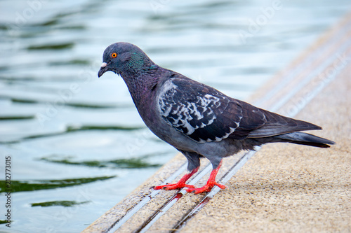 Red eyes and feet Indomalaya Pigeon or dove standing in front of  its flocks in the background