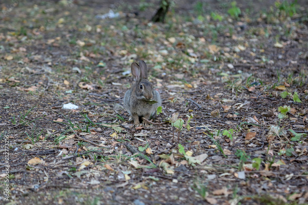 Wilder Hase / Wildes Kaninchen im Park Wilder Hase / Wildes Kaninchen im Park