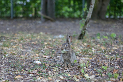Wilder Hase / Wildes Kaninchen im Park © Hannah Haifisch